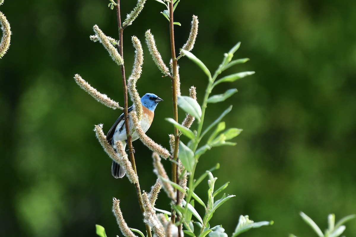 Lazuli Bunting - Julia Flesaker