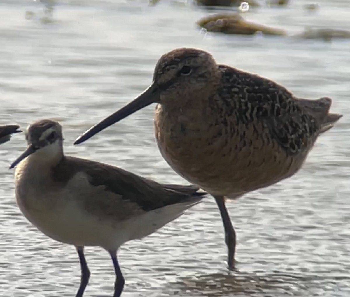 Long-billed Dowitcher - ML587122331