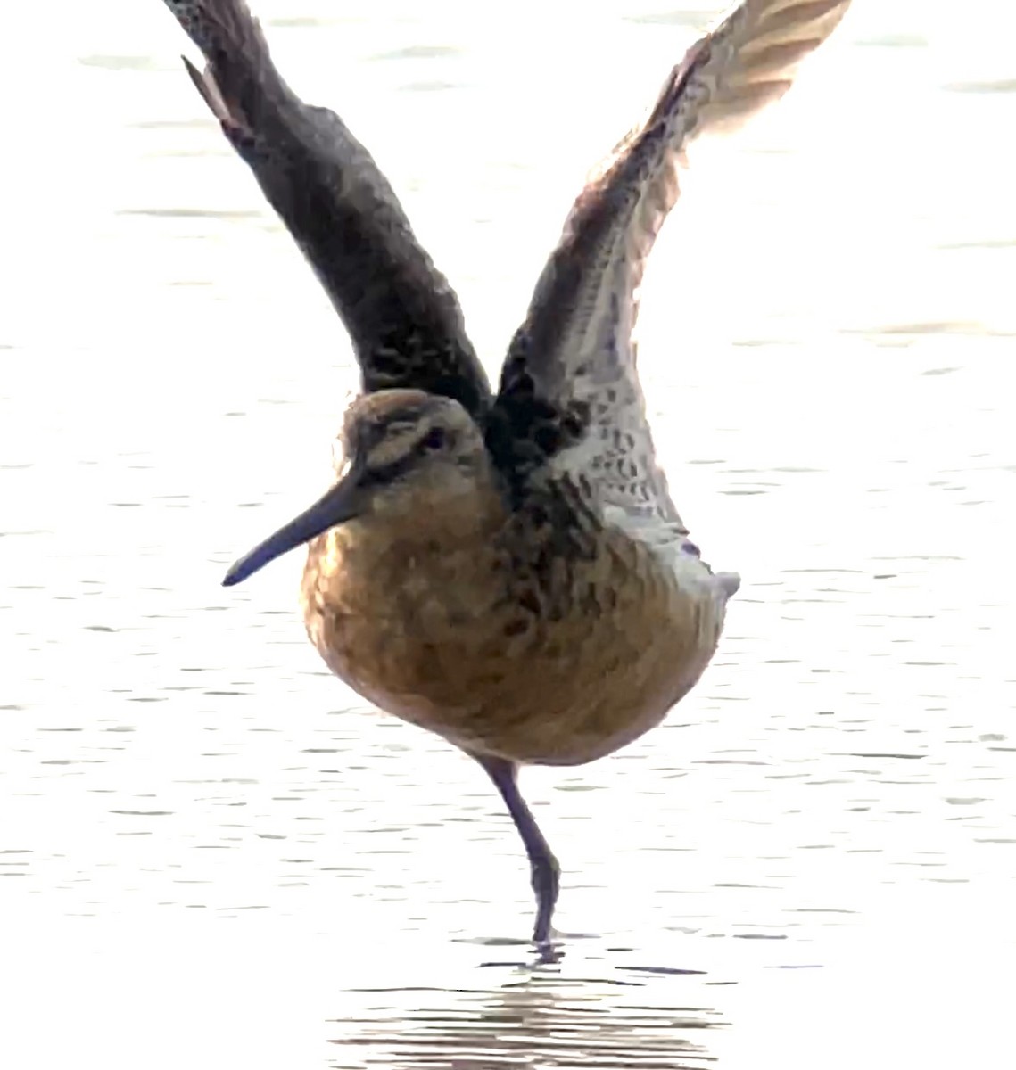 Long-billed Dowitcher - ML587122381