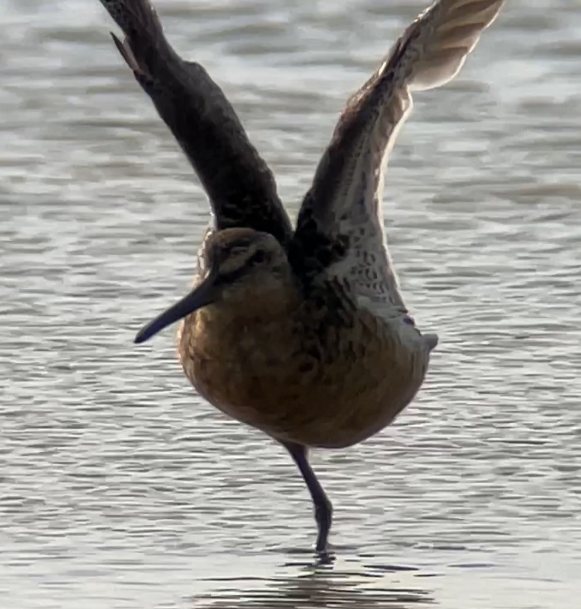 Long-billed Dowitcher - ML587122531