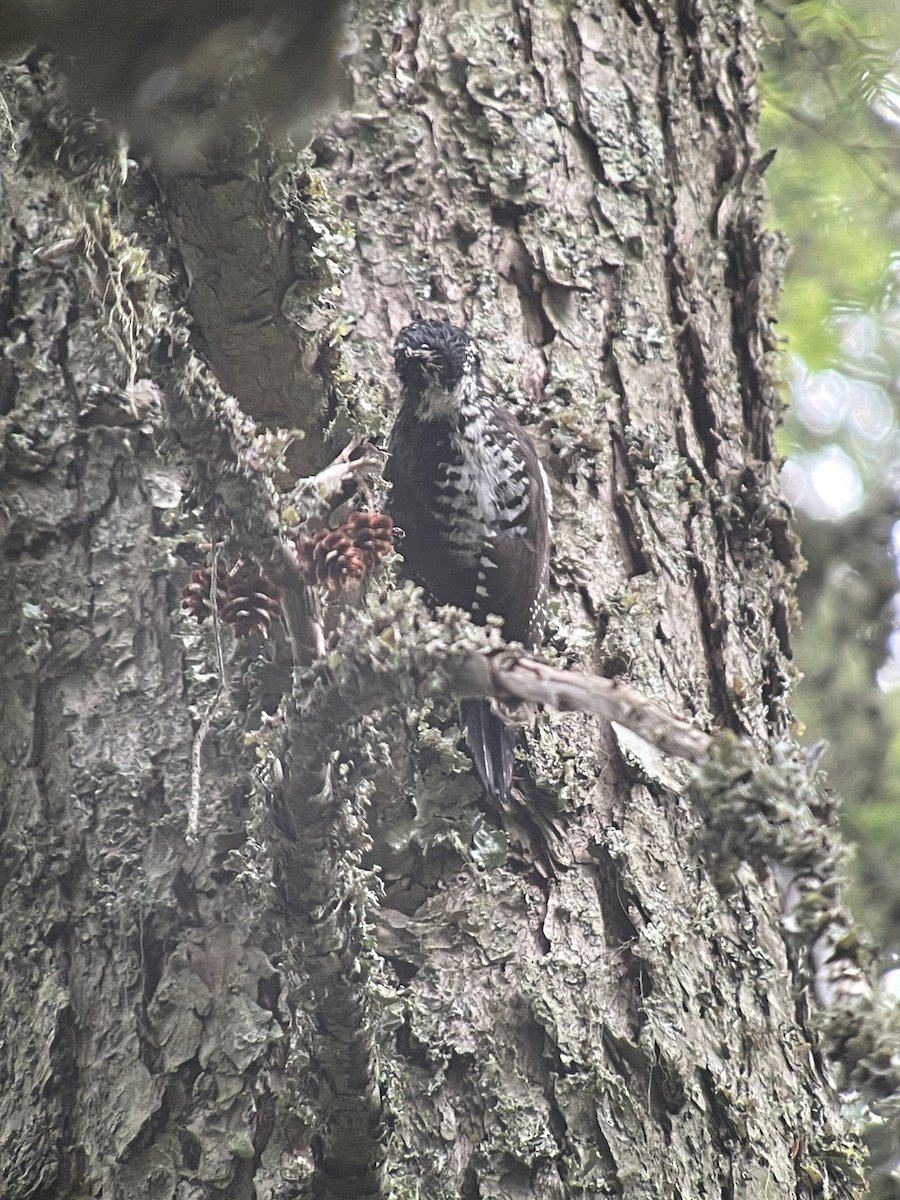 American Three-toed Woodpecker - ML587123851