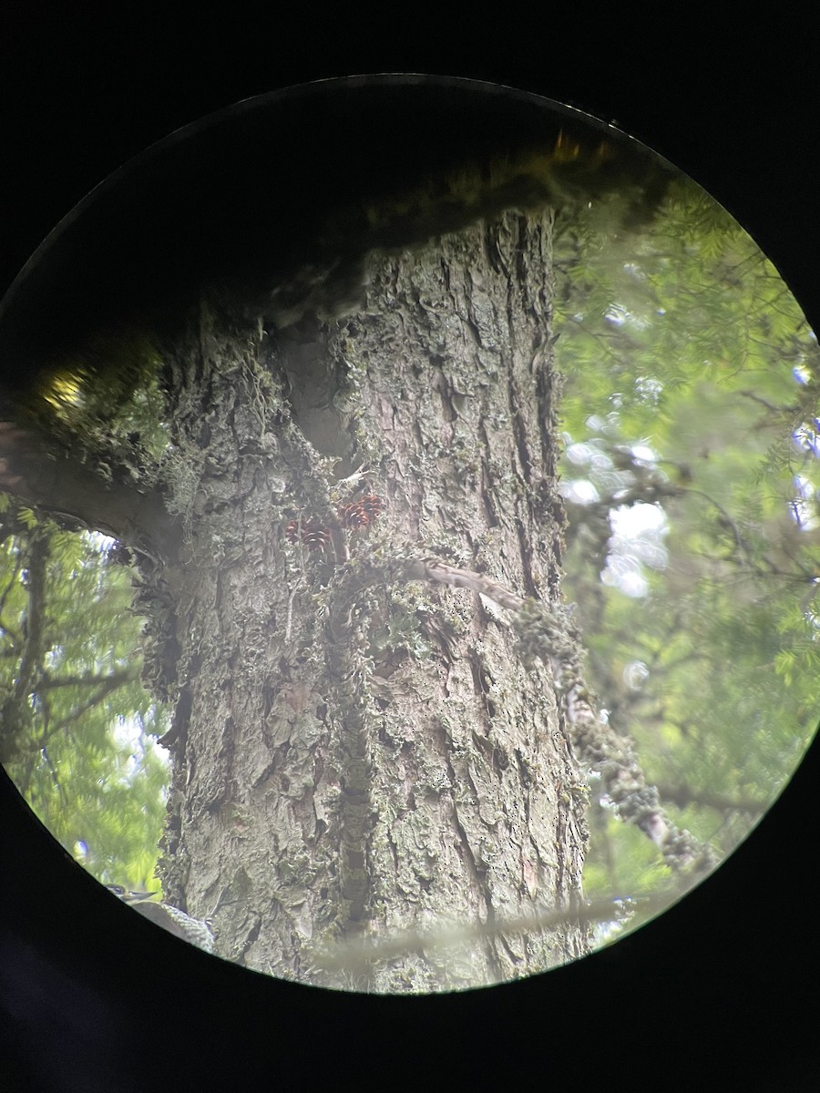 American Three-toed Woodpecker - ML587123861