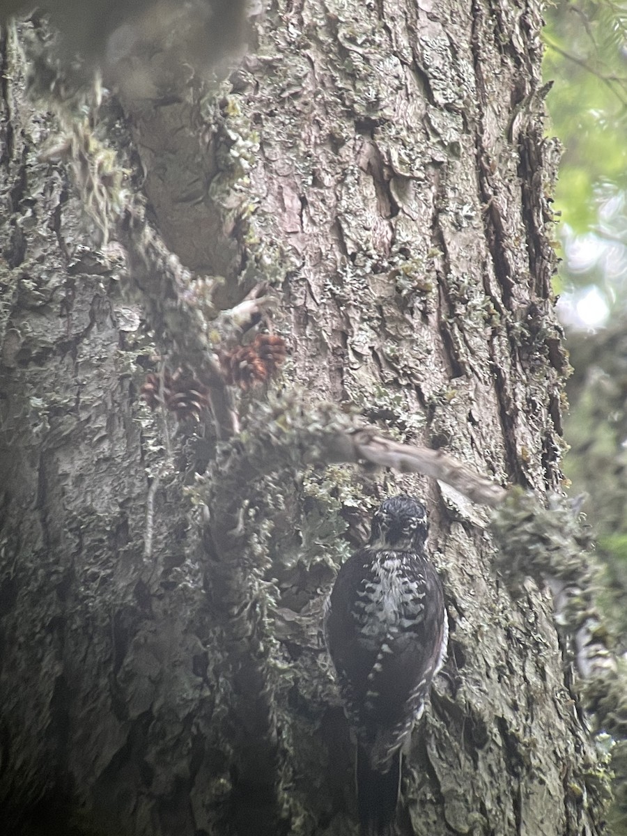 American Three-toed Woodpecker - ML587123871