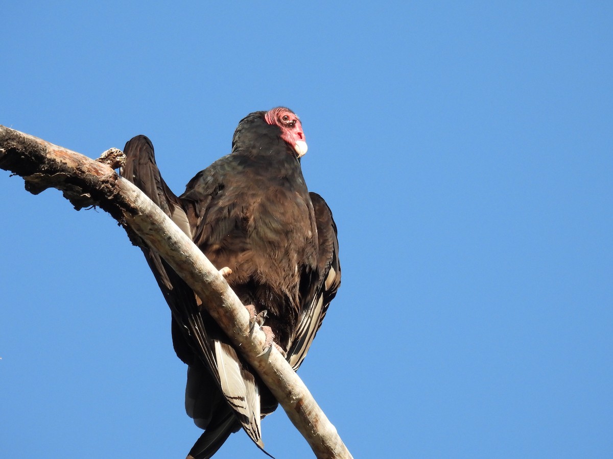 Urubu à tête rouge - ML587124431
