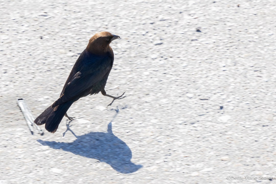 Brown-headed Cowbird - Betty Stevens