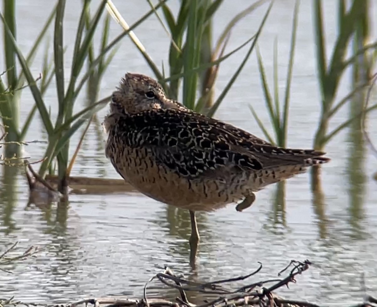 Long-billed Dowitcher - ML587124821