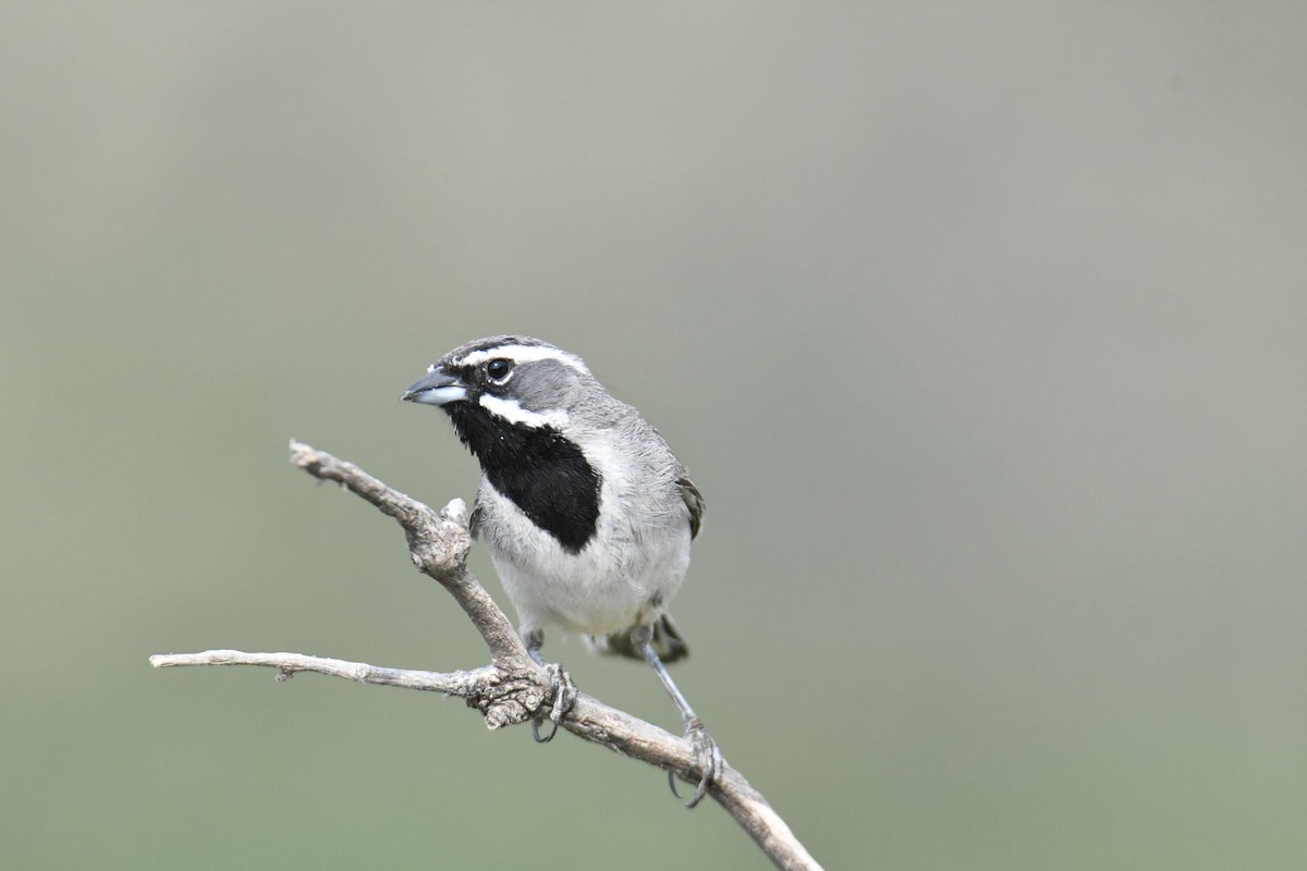 Bruant à gorge noire - ML587125201