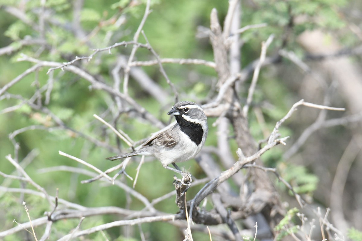 Black-throated Sparrow - ML587125211