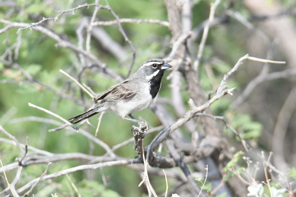 Black-throated Sparrow - ML587125221