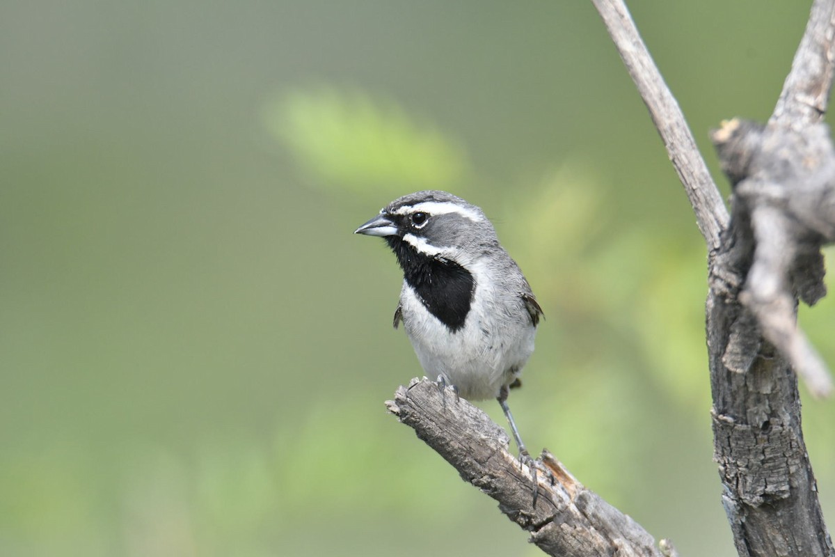 Black-throated Sparrow - ML587125231