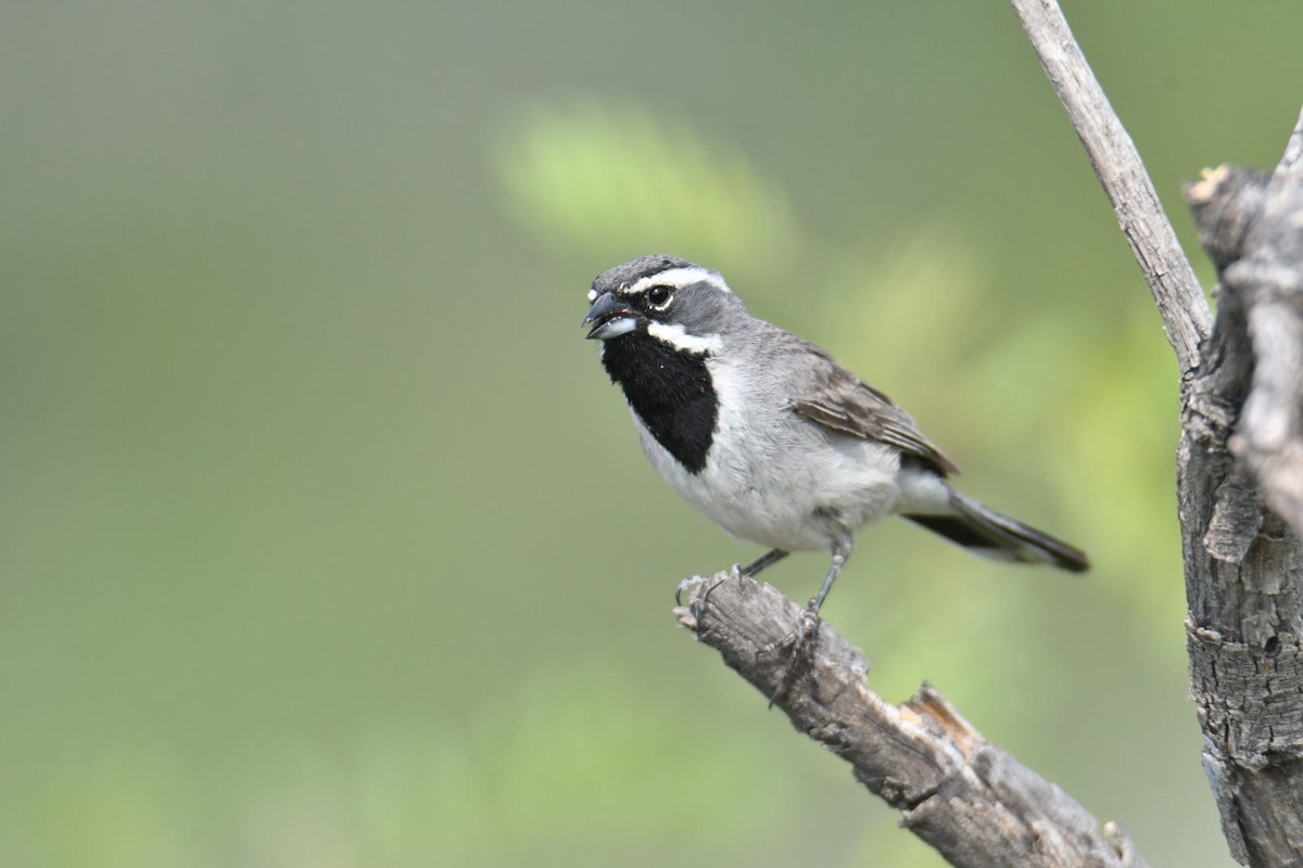 Black-throated Sparrow - ML587125241