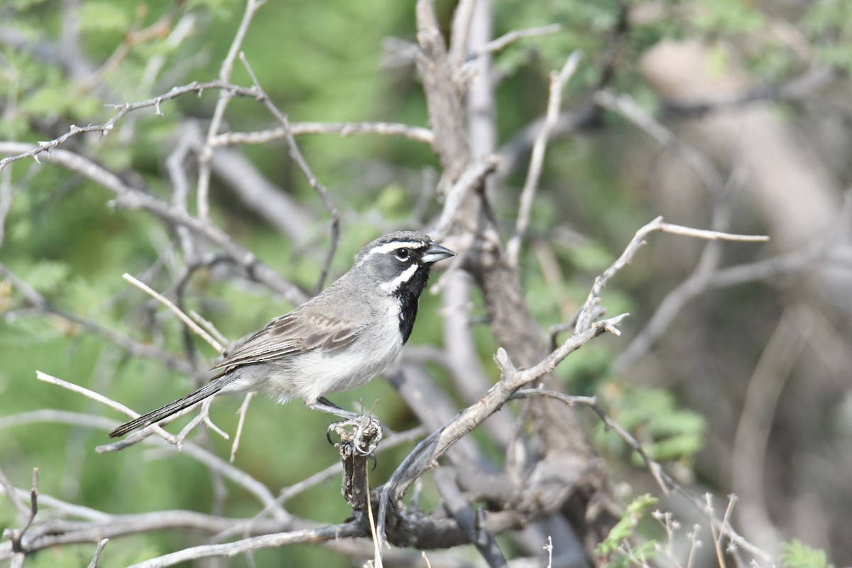 Black-throated Sparrow - ML587125251