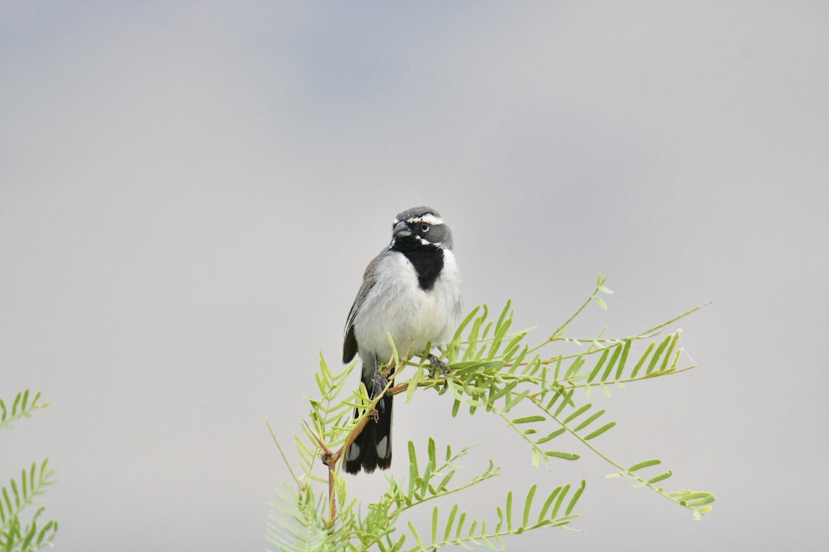 Black-throated Sparrow - ML587125261