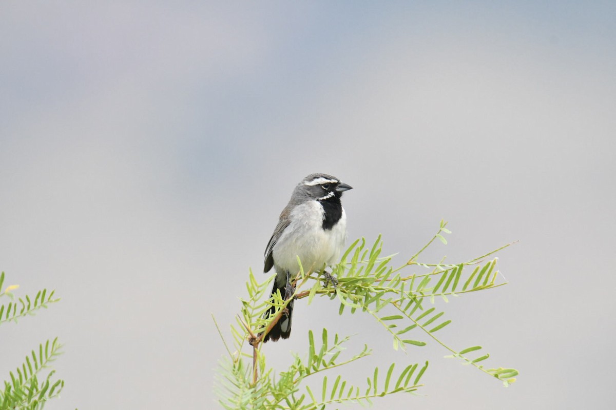 Black-throated Sparrow - ML587125271