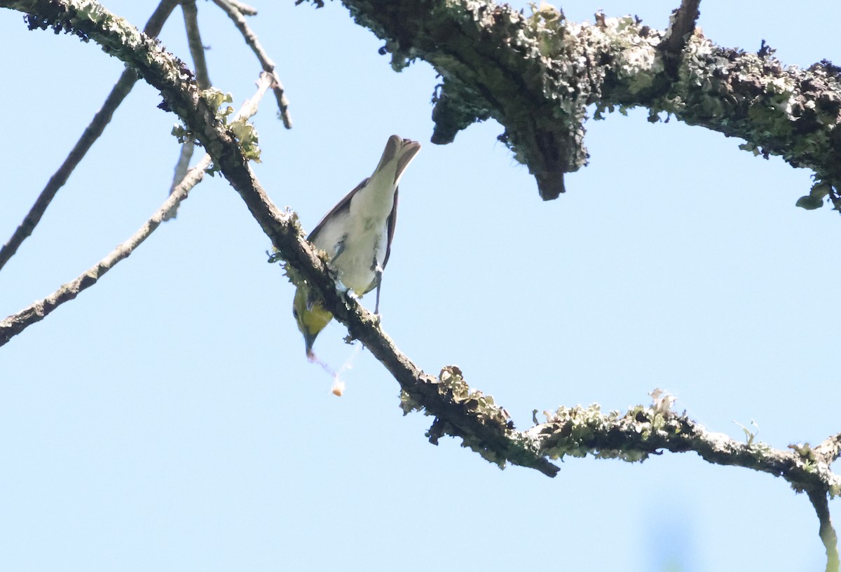 Vireo Gorjiamarillo - ML587125701