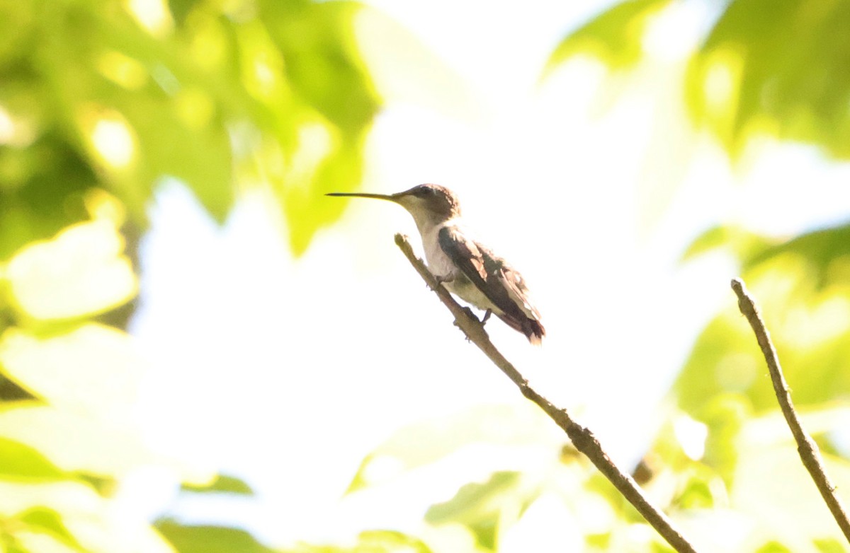 Ruby-throated Hummingbird - ML587126571