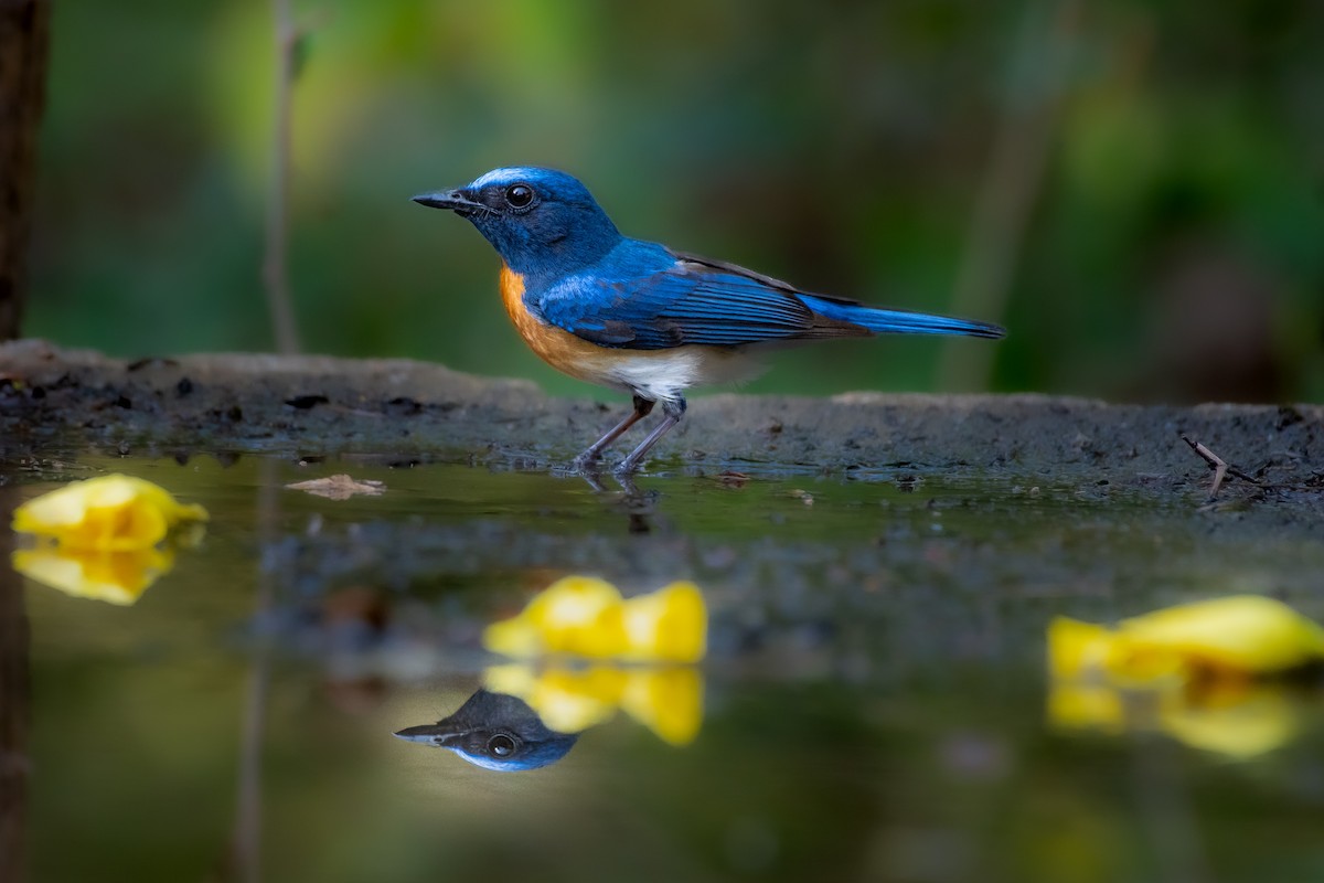 Blue-throated Flycatcher - ML587126681