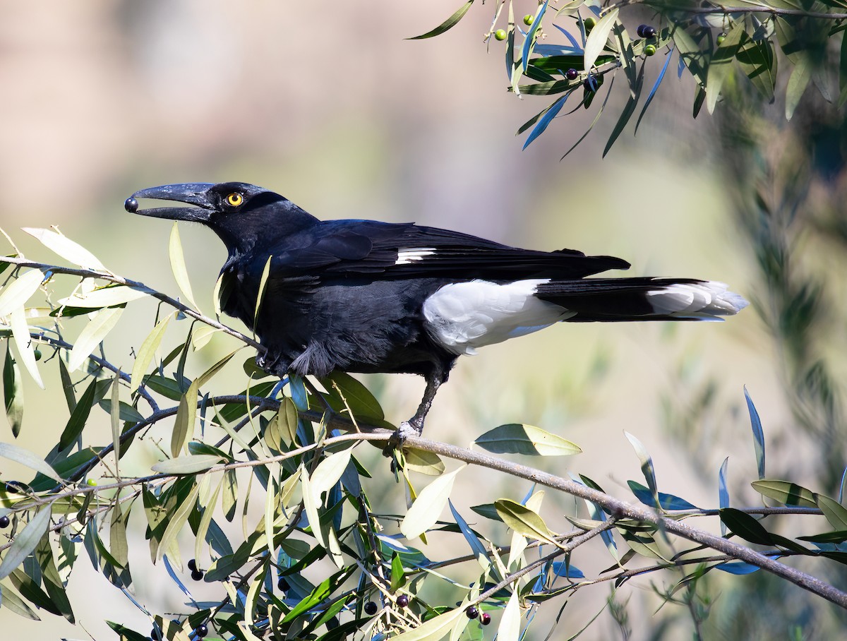 Pied Currawong - ML587126871