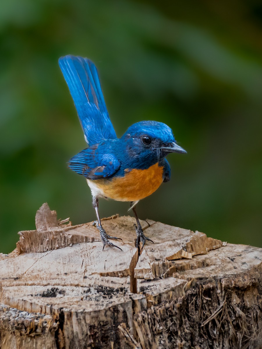 Blue-throated Flycatcher - ML587126901