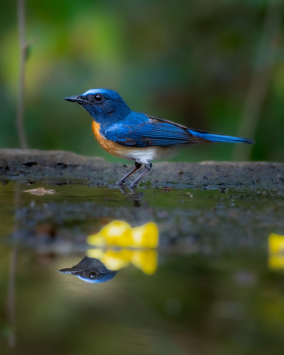 Blue-throated Flycatcher - Ajay  Kumar