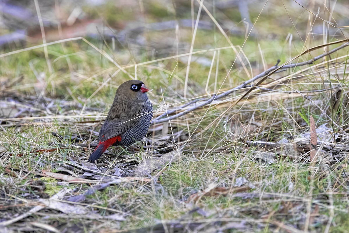 Beautiful Firetail - ML587127231