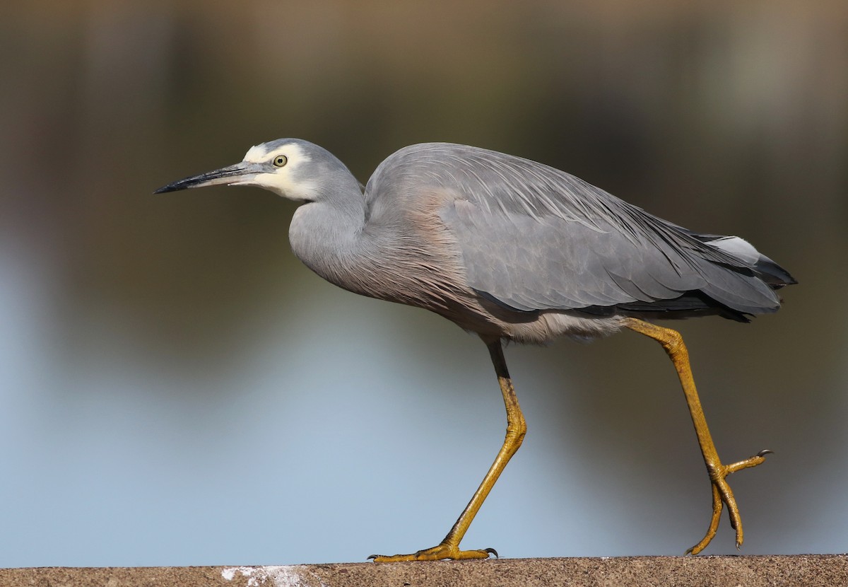 White-faced Heron - ML587127611