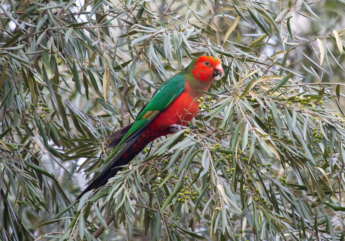 Australian King-Parrot - ML587127631