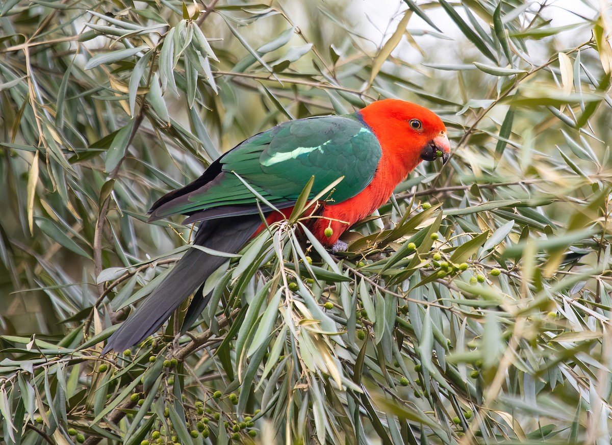 Australian King-Parrot - ML587127681