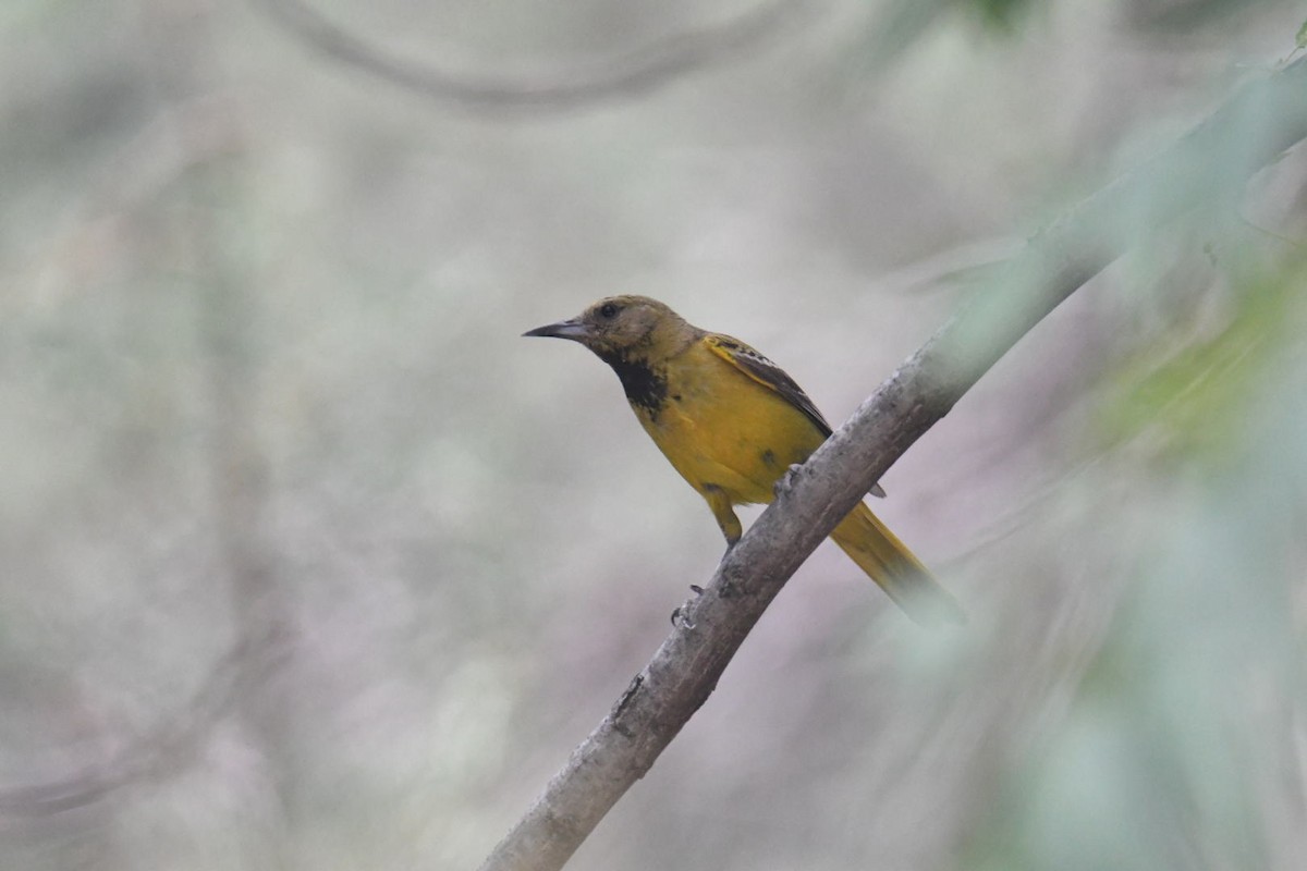 Oriole jaune-verdâtre - ML587127691