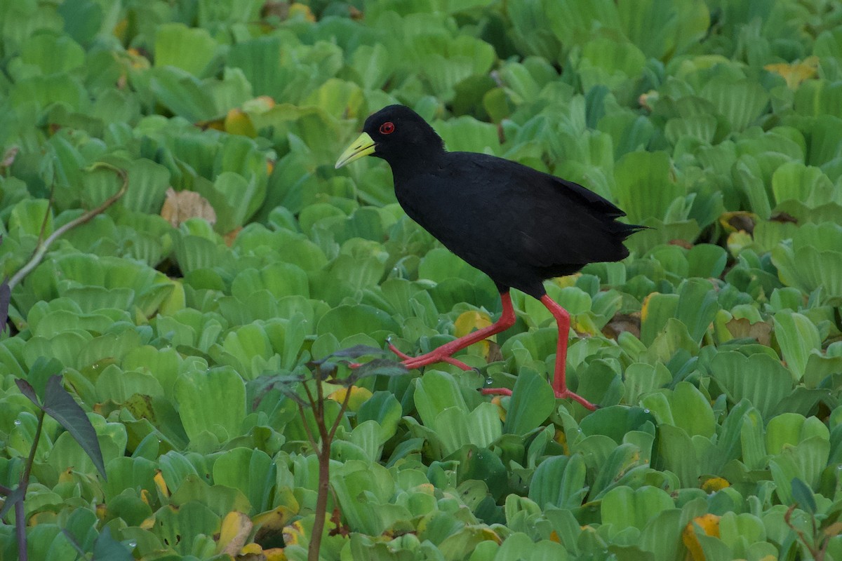 Black Crake - ML587127841