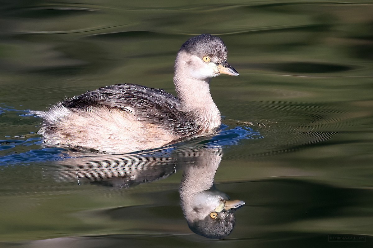 Australasian Grebe - ML587129221