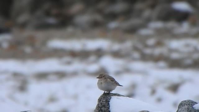 עפרונן טיבטי - ML587129231