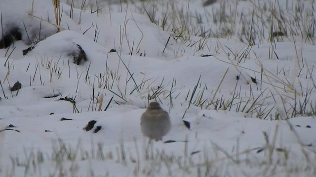 Hume's Lark - ML587129241