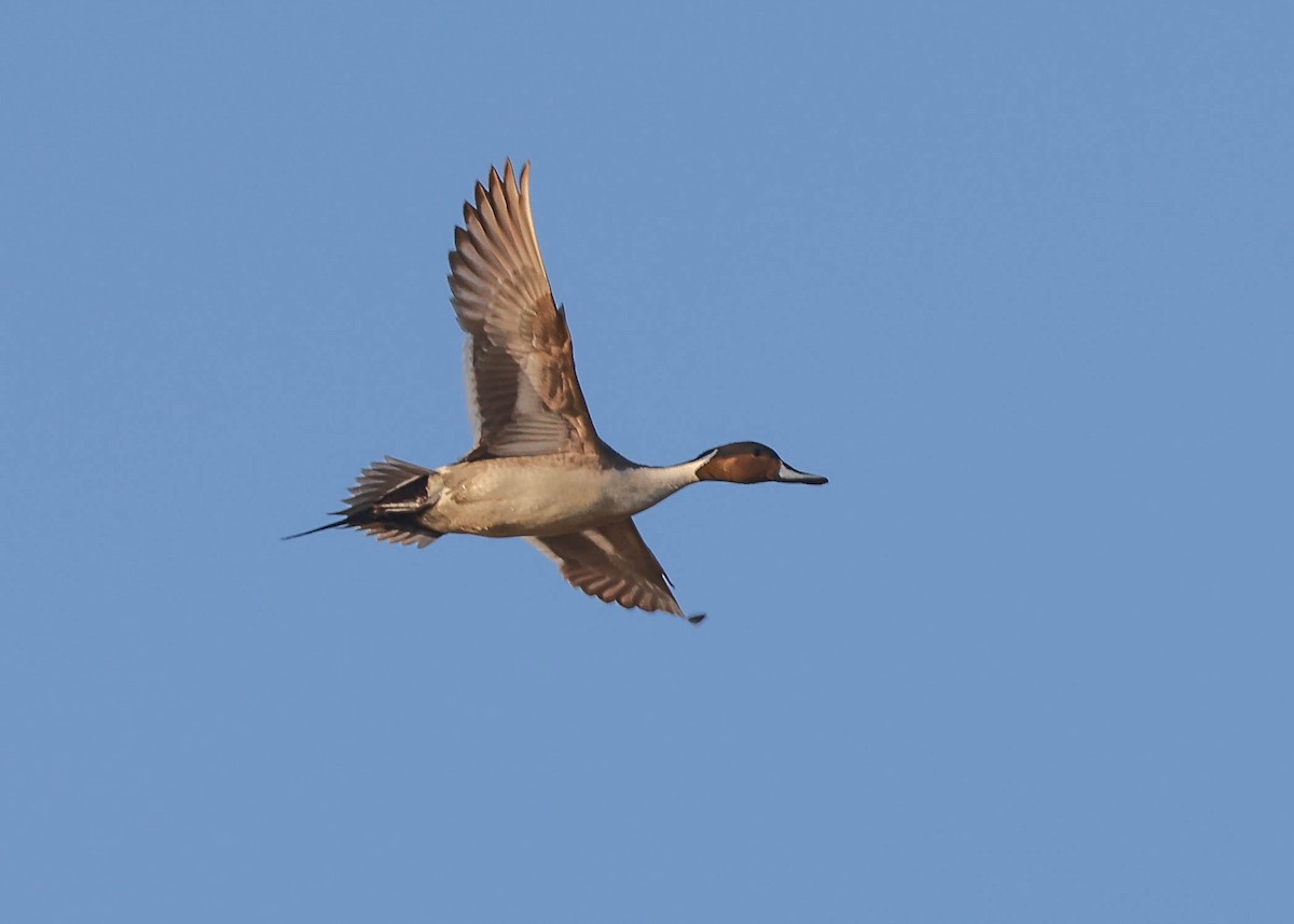 Northern Pintail - ML587129261