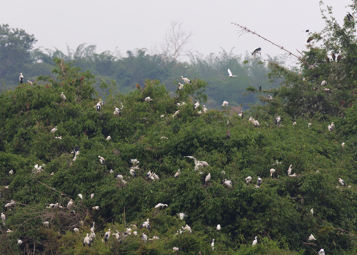 Asian Openbill - ML587129561