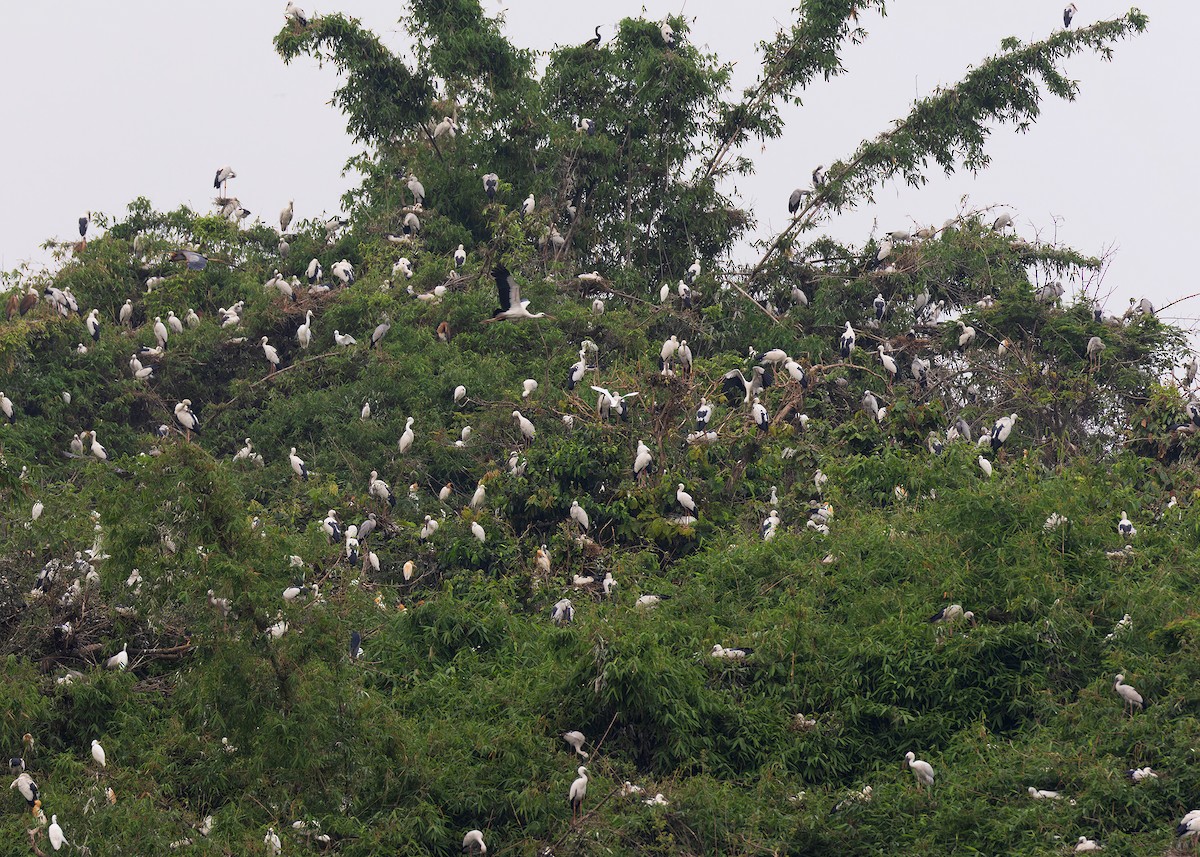 Asian Openbill - ML587129571