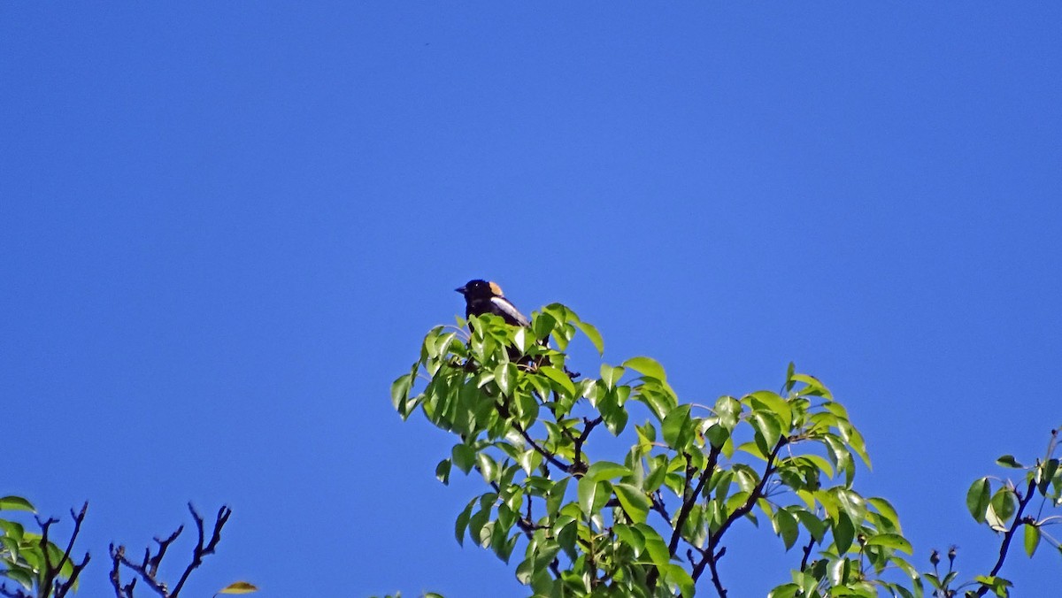 Bobolink - ML58712961