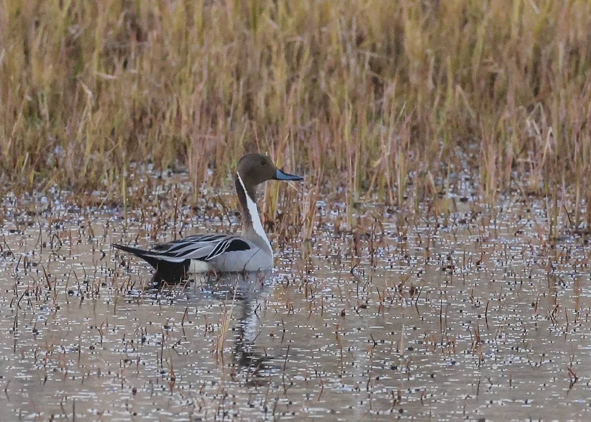 Northern Pintail - ML587129731