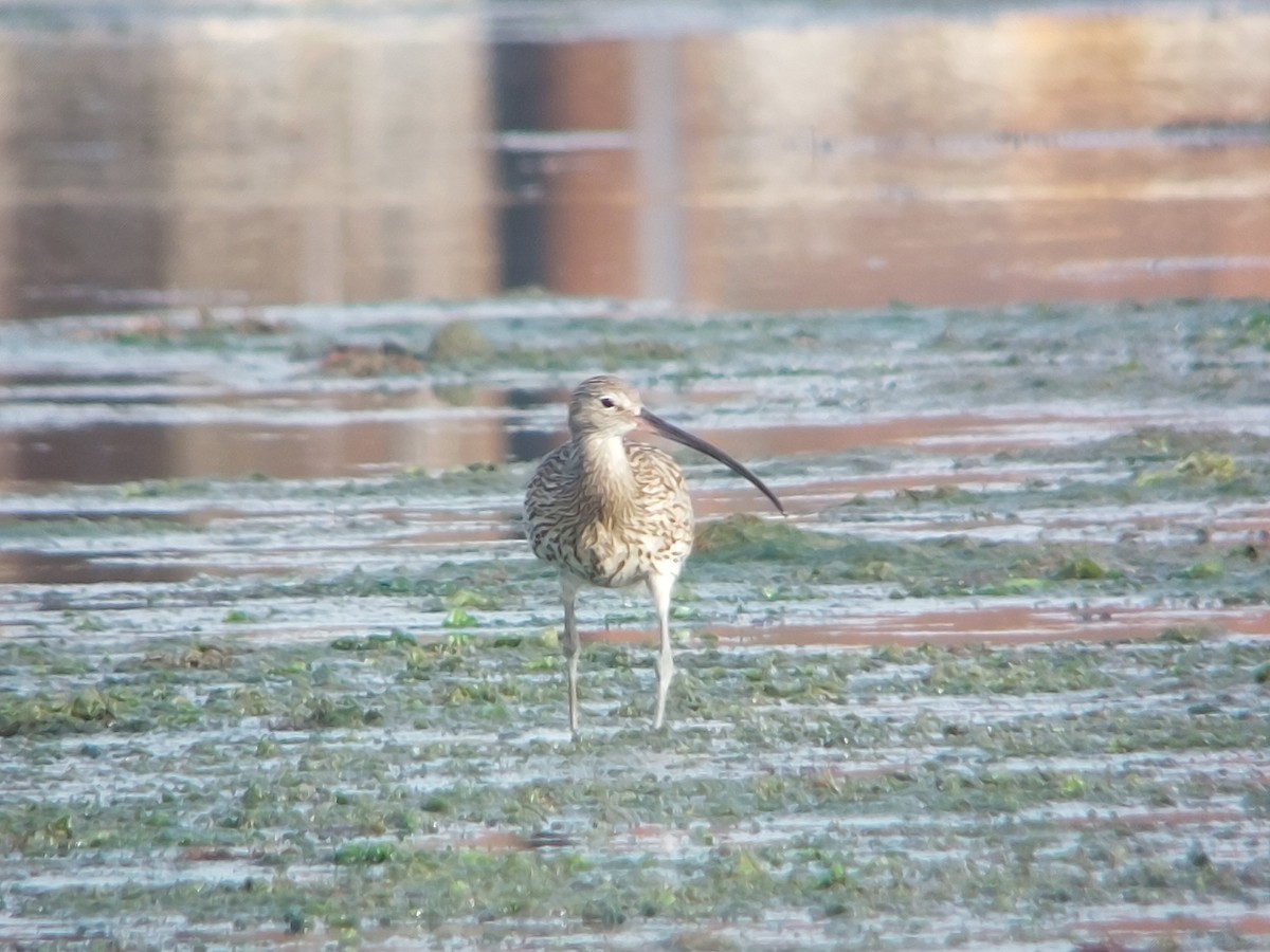 Eurasian Curlew - ML587130761