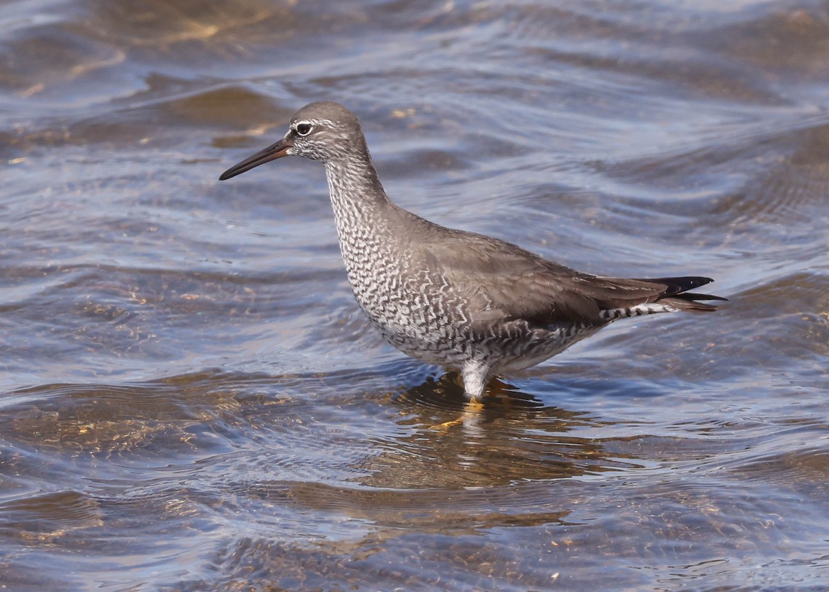 Wandering Tattler - Charles Lyon