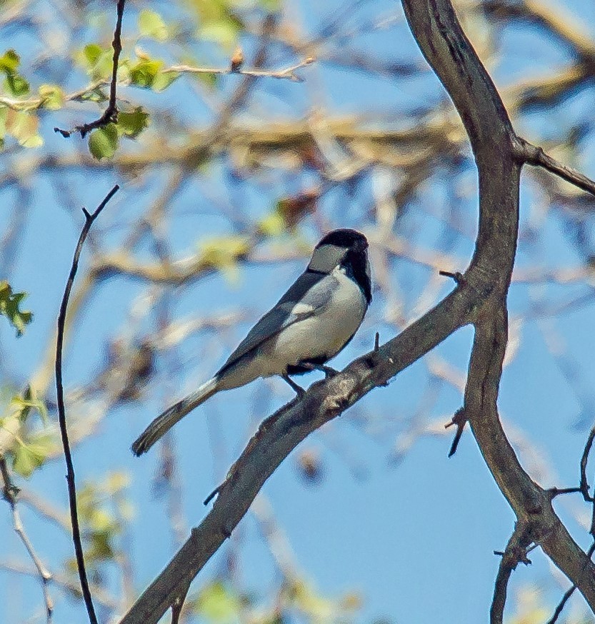 Great Tit - ML587132321