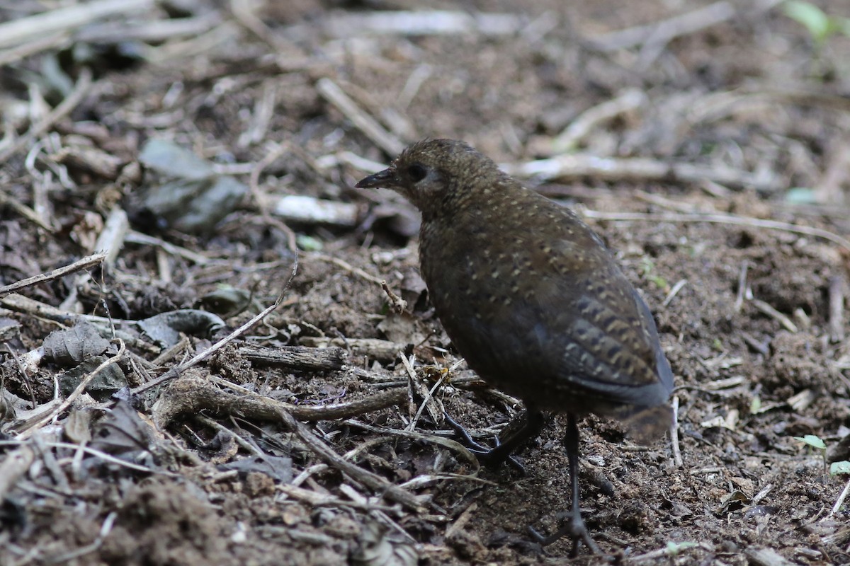 Buff-spotted Flufftail - ML587132411