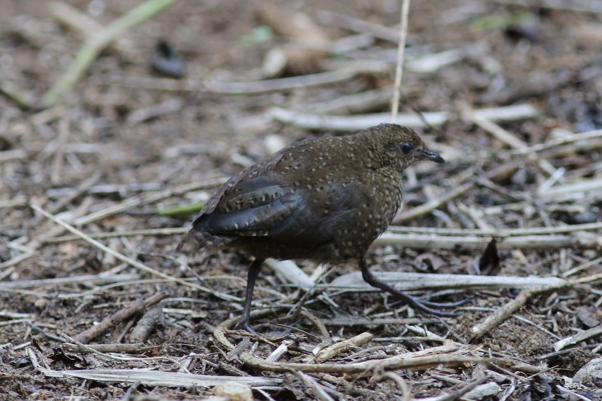 Buff-spotted Flufftail - ML587132421