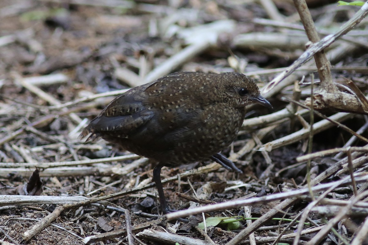 Buff-spotted Flufftail - ML587132431