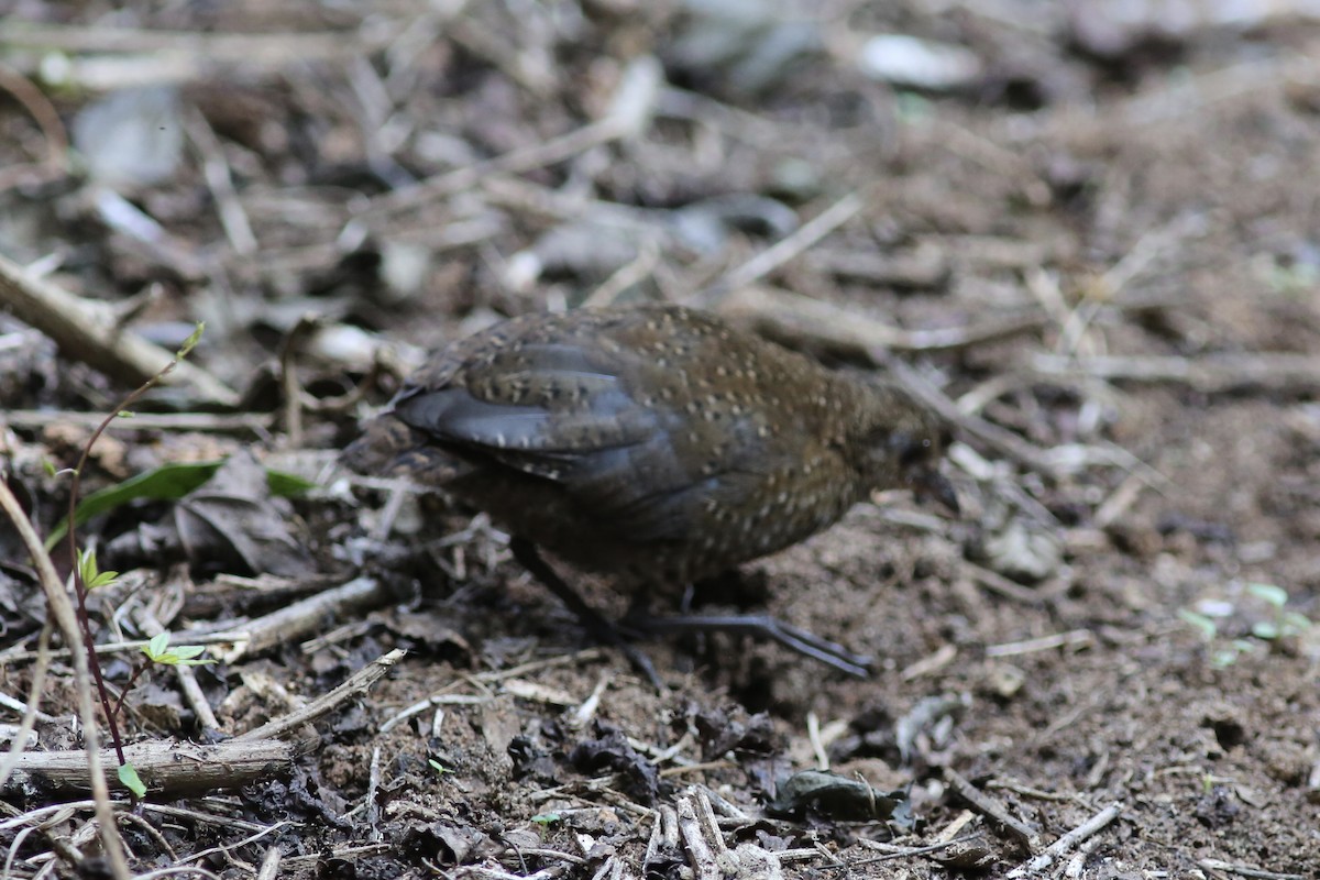 Buff-spotted Flufftail - ML587132441