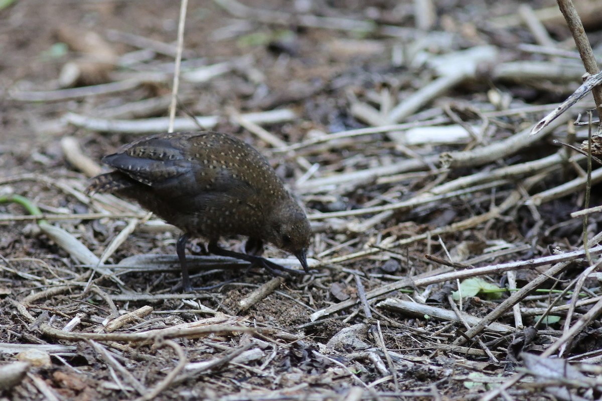 Buff-spotted Flufftail - ML587132451