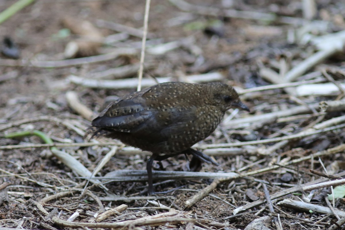 Buff-spotted Flufftail - ML587132461