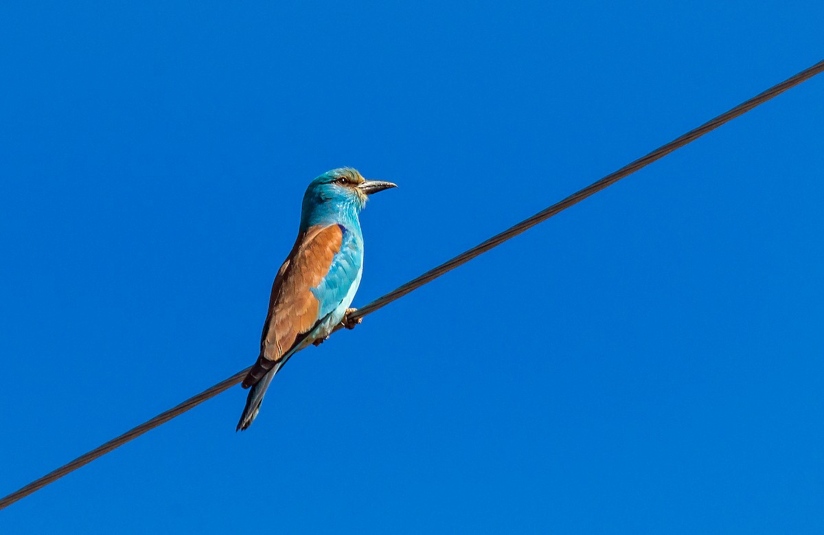 European Roller - ML587132471