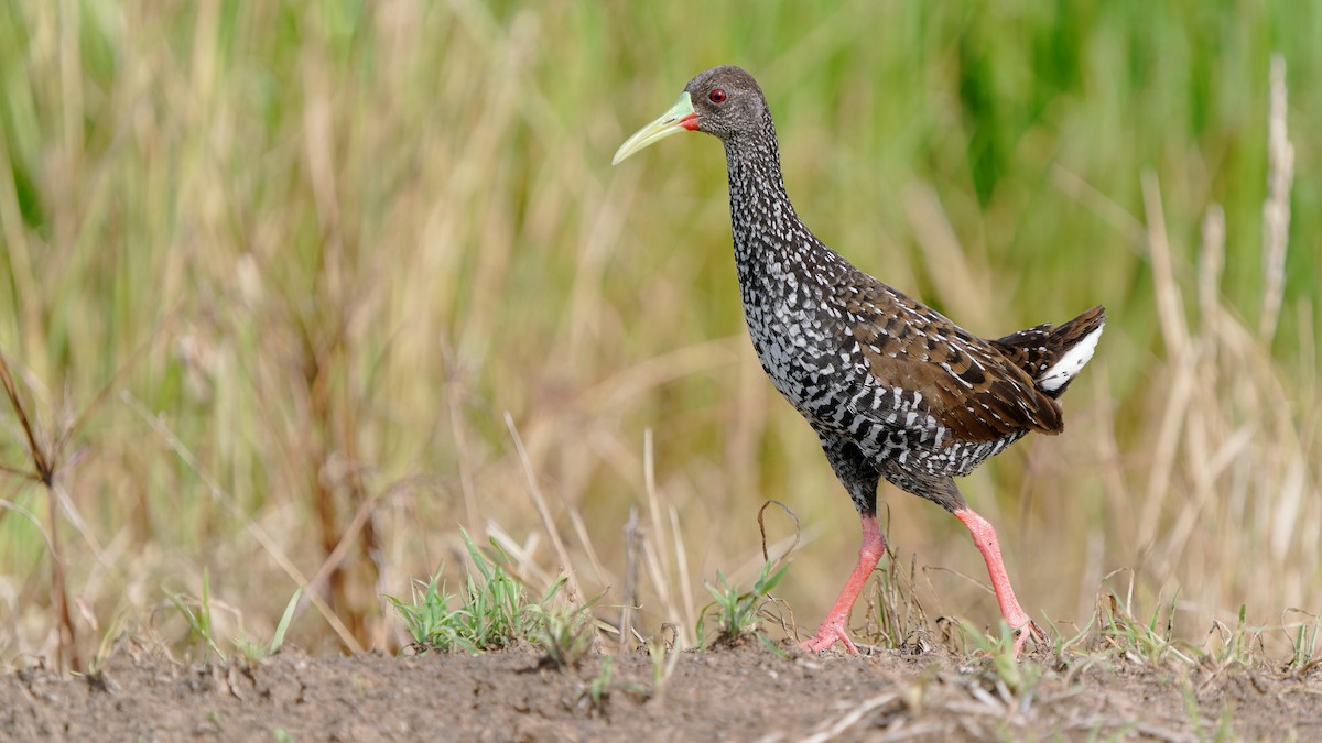 Spotted Rail - Pepe Castiblanco