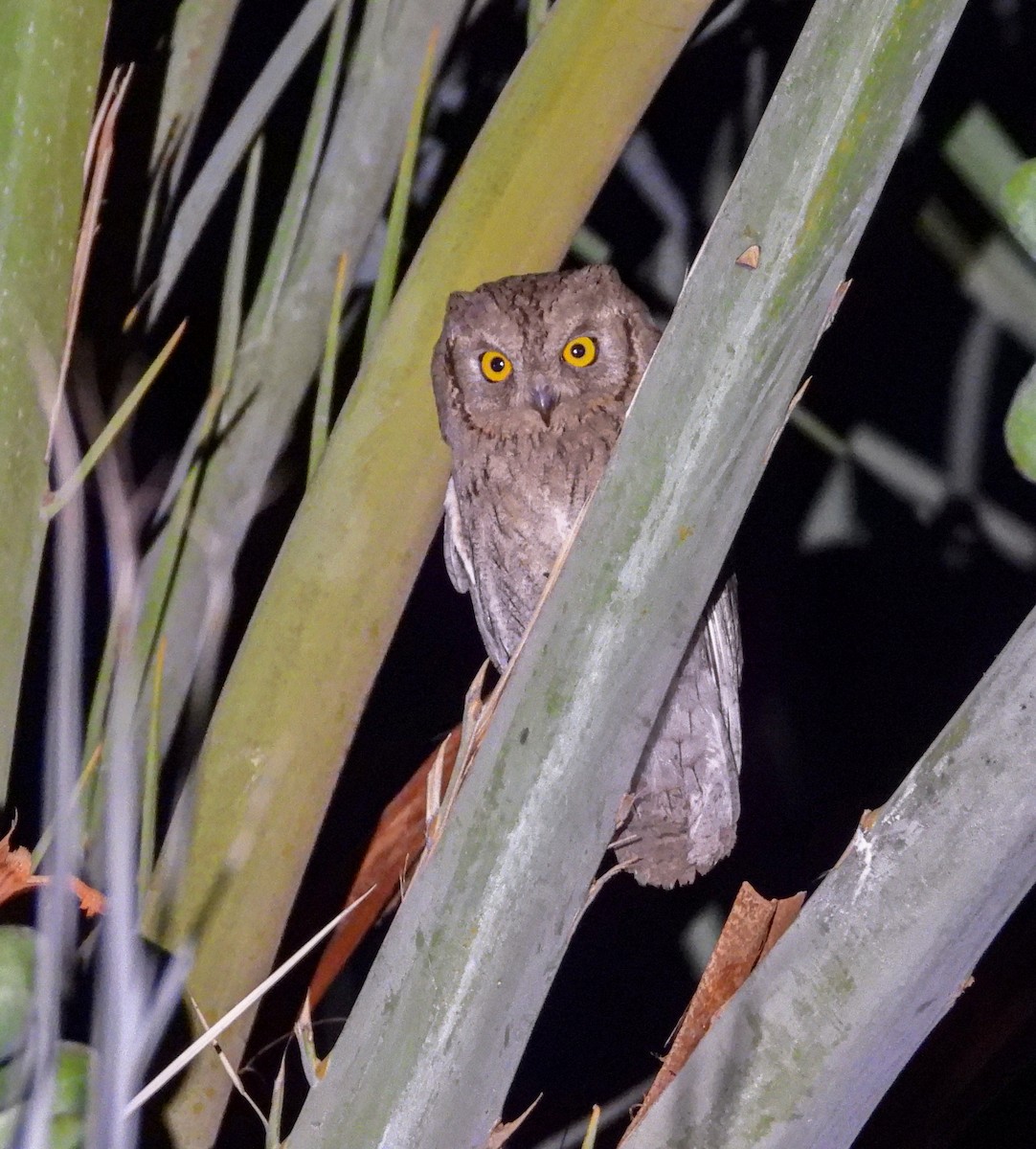 Pallid Scops-Owl - ML587133871